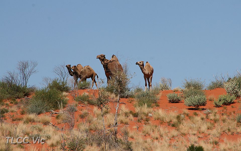 23-Abandoned Section Camels.JPG